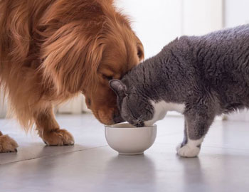 Dog and Cat Dish